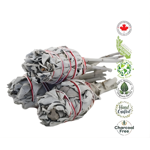 Organic California White Sage Torch 3-4” (Packaged 3 pcs/Bag with Header Card)