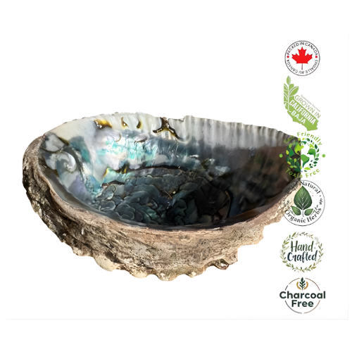 6″ Abalone Shell